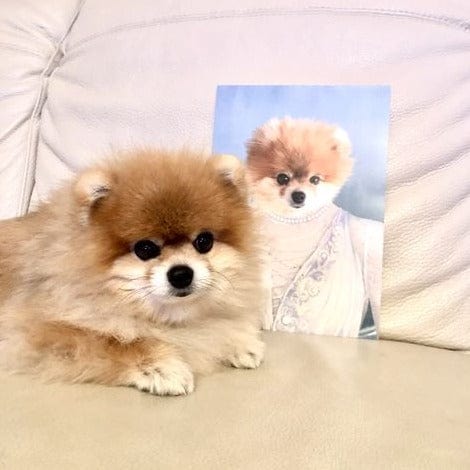Crown and Paw - Canvas The Ballerina - Custom Pet Canvas