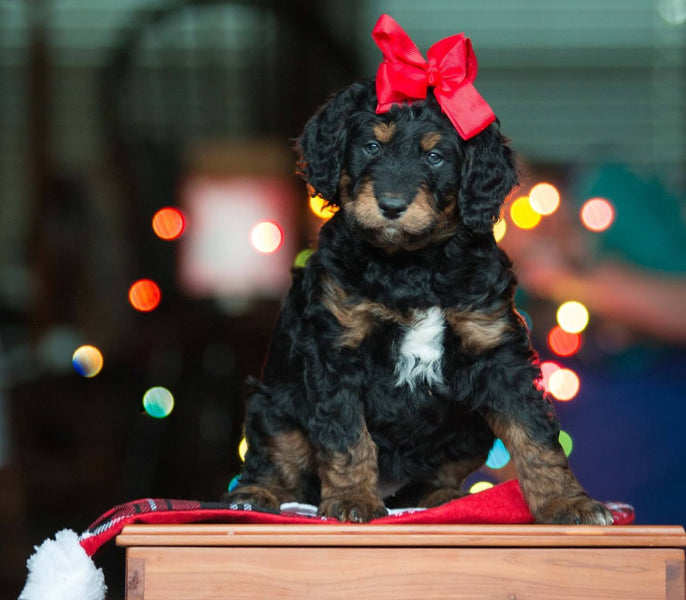 What makes the best personalized pet gift?