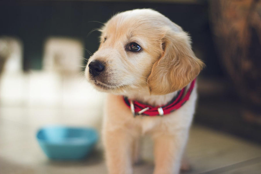 Do Dogs Really Miss Their Owners When We're Gone? 🐕💔