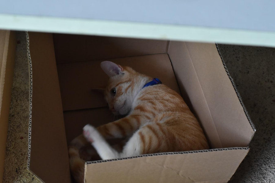 Why Do Cats Like Boxes So Much?