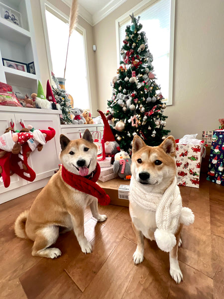 The Ultimate Pet-Friendly Christmas: Decorating Your Home Safely for Dogs and Cats