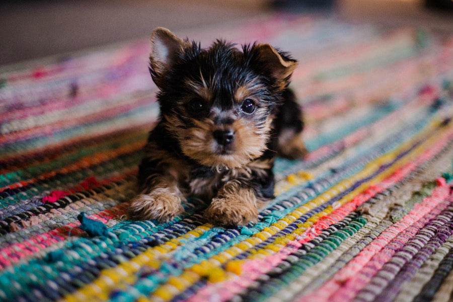 New Puppy Gift Ideas: 7 Things To Buy Someone With a New Furry Friend