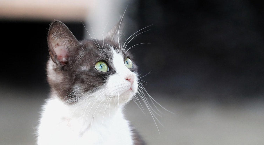 🐱 Understanding Your Cat's Mind: The Complete Guide to Feline Psychology and Behavior