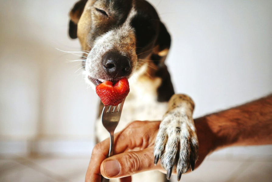 What Fruit Can Dogs Eat?