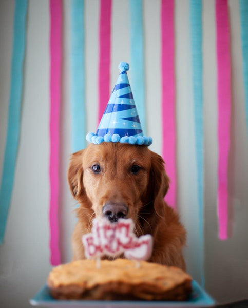 Happy Birthday to Your Dog