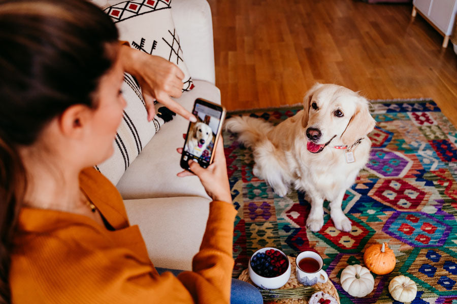 Tips for Photographing Pets: Essential Cat & Dog Photography Tips for Stunning Photos