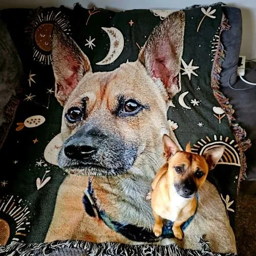 Where to Buy Cozy Blankets Featuring Animal Head Designs?