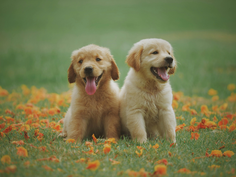 How to Print and Display Your Favorite Pet Pictures