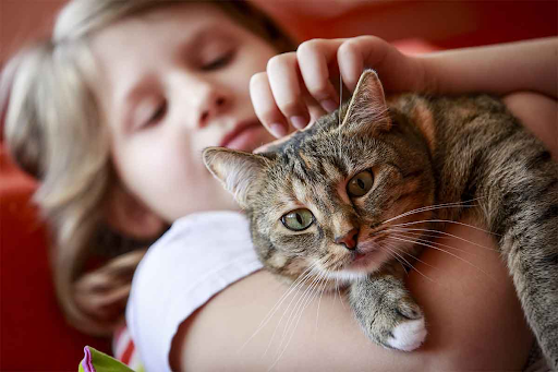 Show Love To Your Pets By Giving Stuffed Animals That Look Like Real Cats
