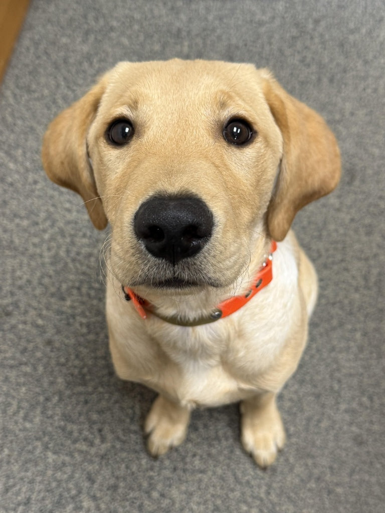 Your pet photo