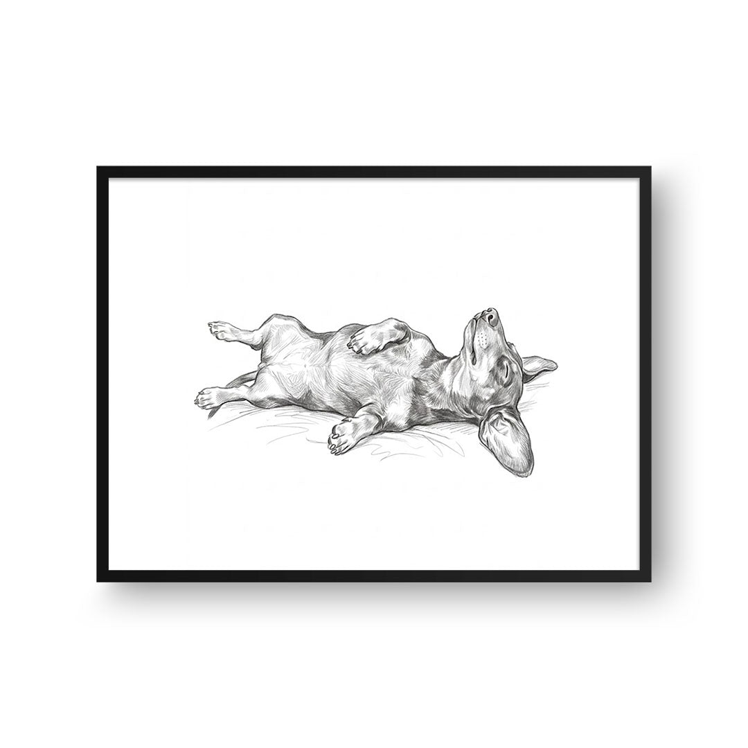 Belly Up Sleeping Pet Portrait