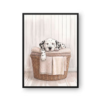 Laundry Room Pet Portrait