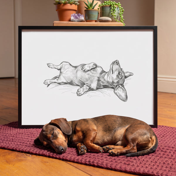Belly Up Sleeping Pet Portrait