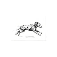 Zoomies Portrait