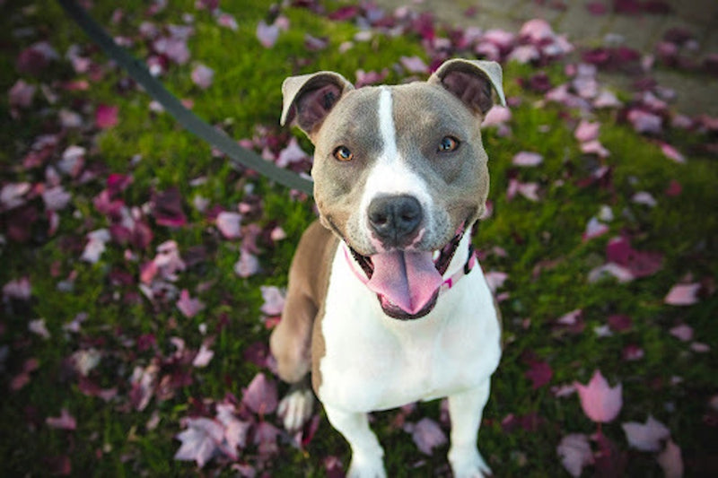 Your pet photo