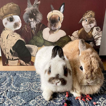 The Quartet - Custom Pet Canvas